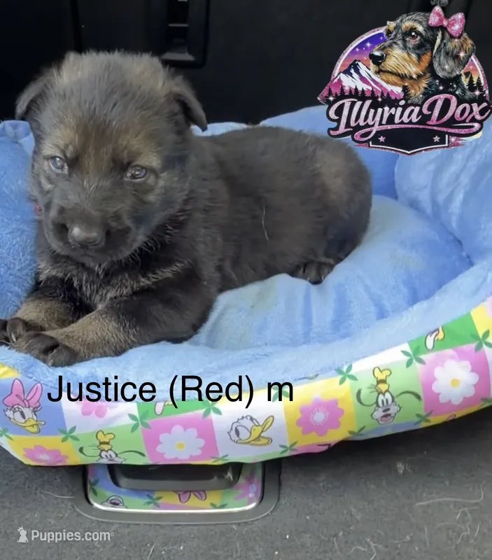 Justice  – German Shepherd Dog puppy for sale in Livingston, KY
