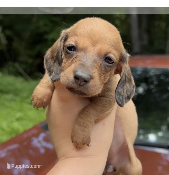 Astrid (Wirehair shaded red) – Miniature Dachshund puppy for sale in Livingston, KY