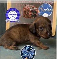Florian (Wirehair) , a male Miniature Dachshund for sale in Livingston, KY – 2 of 3
