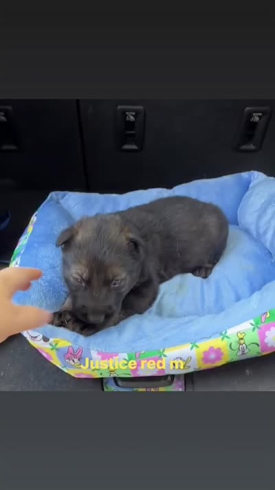 Justice , a male German Shepherd Dog for sale in Livingston, KY – 2 of 2