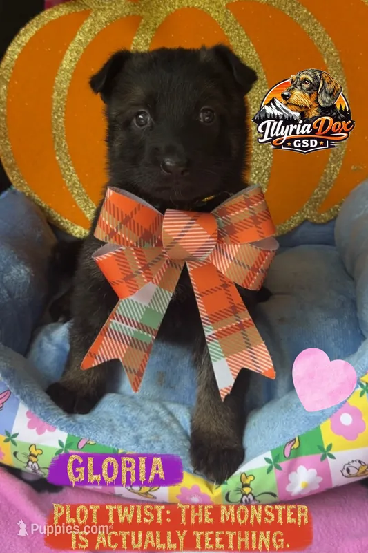Gloria – German Shepherd Dog puppy for sale in Livingston, KY