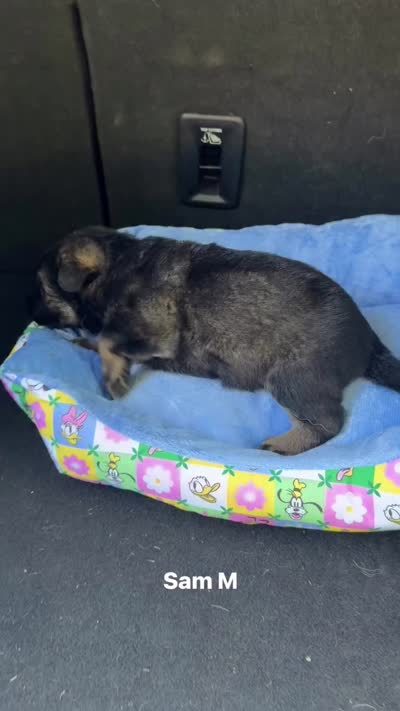 Sam, a male German Shepherd Dog for sale in Livingston, KY – 2 of 2