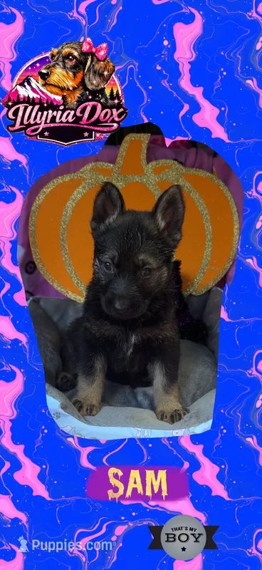 Sam – German Shepherd Dog puppy for sale in Livingston, KY