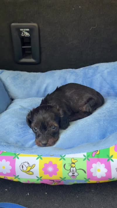 Oliver , a male Dachshund for sale in Livingston, KY – 3 of 4