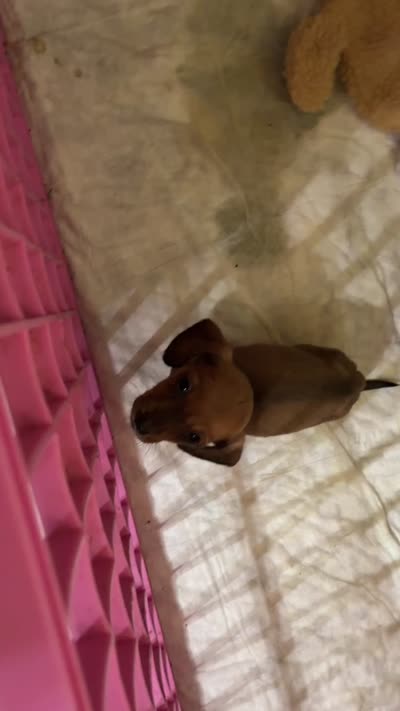 Florian (Wirehair) , a male Miniature Dachshund for sale in Livingston, KY – 3 of 3