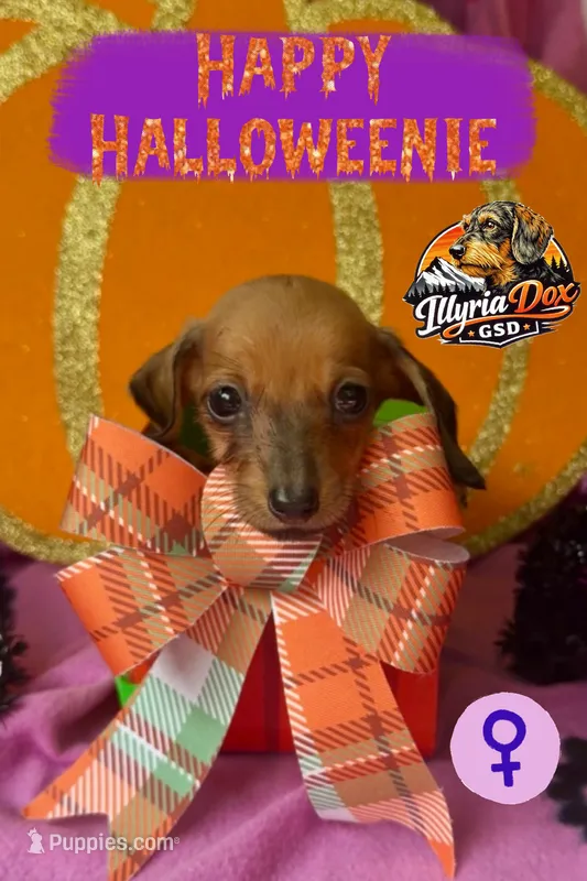Astrid (Wirehair shaded red) – Miniature Dachshund puppy for sale in Livingston, KY