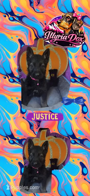Justice  – German Shepherd Dog puppy for sale in Livingston, KY