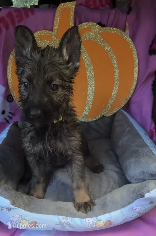 Liberty  – German Shepherd Dog puppy for sale in Livingston, KY