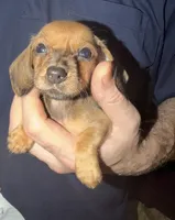 Astrid (Wirehair shaded red), a female Miniature Dachshund for sale in Livingston, KY – 3 of 3
