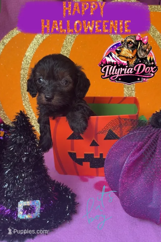 Oliver  – Dachshund puppy for sale in Livingston, KY