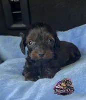 Oliver , a male Dachshund for sale in Livingston, KY – 2 of 4