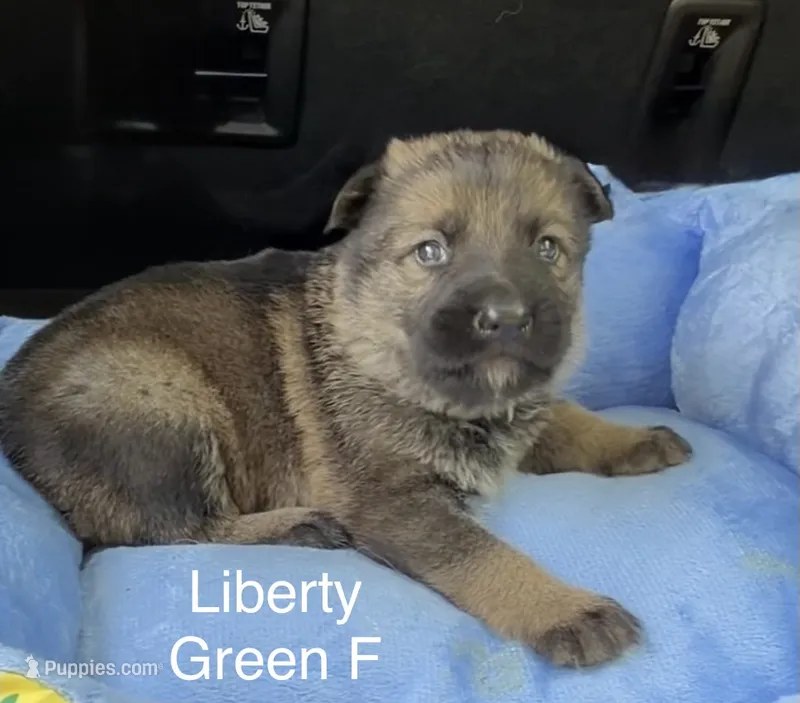 Liberty  – German Shepherd Dog puppy for sale in Livingston, KY