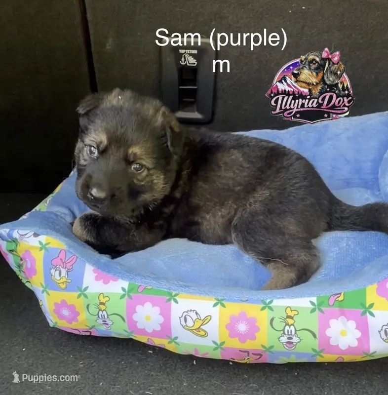 Sam – German Shepherd Dog puppy for sale in Livingston, KY