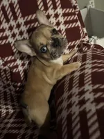 Goldilocks, a female French Bulldog for sale in Lakeland, FL – Photo 3 of 3