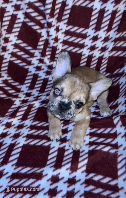 Goldilocks, a female French Bulldog for sale in Lakeland, FL – Photo 1 of 3