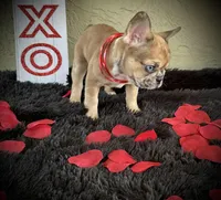 Goldilocks, a female French Bulldog for sale in Lakeland, FL – Photo 2 of 3