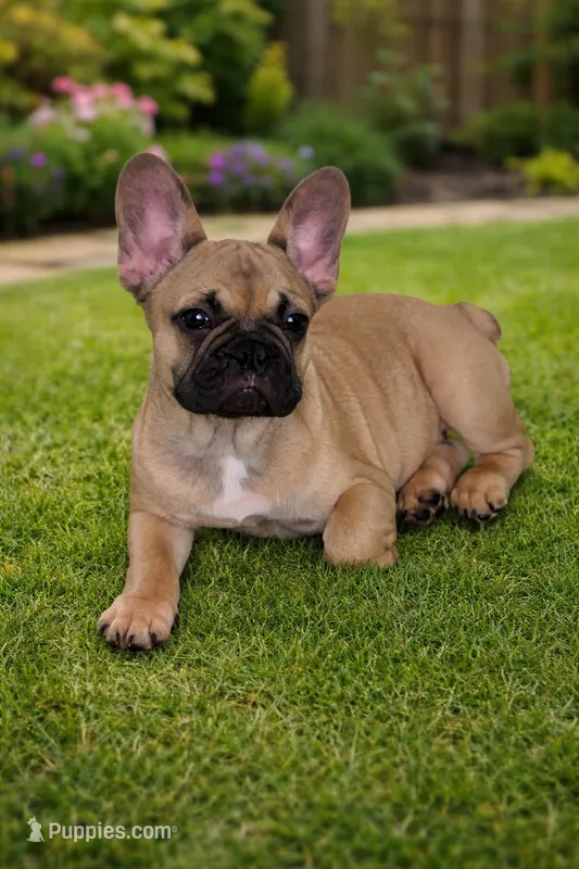 Long boy – French Bulldog puppy for sale in Lakeland, FL