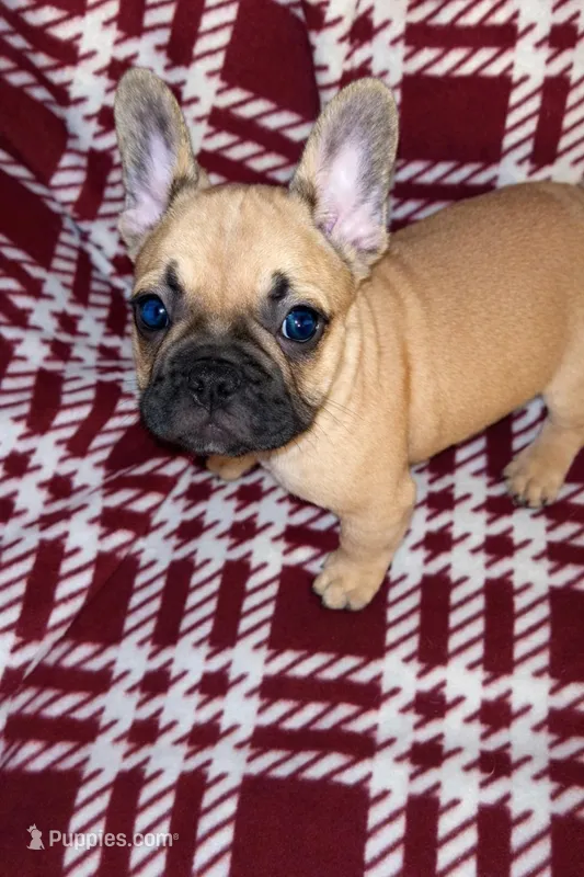 Long boy, a male French Bulldog for sale in Lakeland, FL – Photo 1 of 5