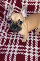 Long boy, a male French Bulldog for sale in Lakeland, FL – Photo 1 of 5