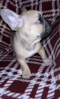 Long boy, a male French Bulldog for sale in Lakeland, FL – Photo 3 of 5