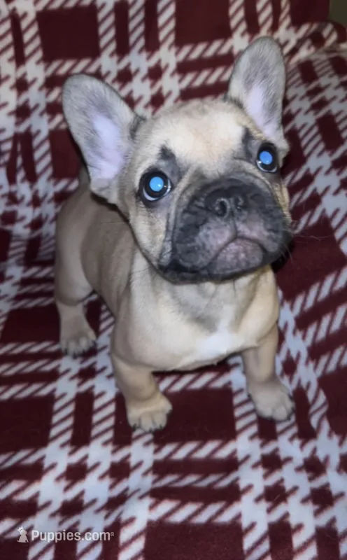 Long boy – French Bulldog puppy for sale in Lakeland, FL