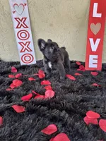 Juju, a female French Bulldog for sale in Lakeland, FL – Photo 3 of 3