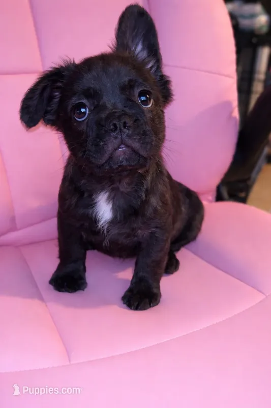 Juju – French Bulldog puppy for sale in Lakeland, FL
