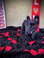 Juju, a female French Bulldog for sale in Lakeland, FL – Photo 1 of 3