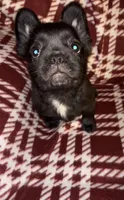 Juju, a female French Bulldog for sale in Lakeland, FL – Photo 2 of 3