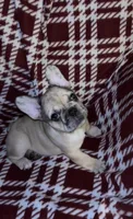 Merley, a female French Bulldog for sale in Lakeland, FL – Photo 2 of 3