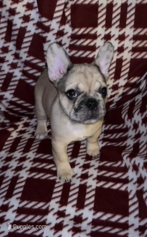 Merley, a female French Bulldog for sale in Lakeland, FL – Photo 1 of 3