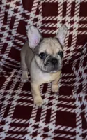 Merley, a female French Bulldog for sale in Lakeland, FL – Photo 1 of 3