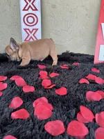 T-bone, a male French Bulldog for sale in Lakeland, FL – Photo 3 of 5