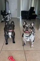 T-bone, a male French Bulldog for sale in Lakeland, FL – Photo 5 of 5