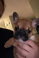 T-bone, a male French Bulldog for sale in Lakeland, FL – Photo 2 of 5