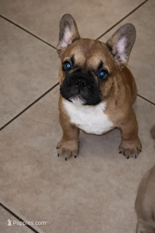 T-bone, a male French Bulldog for sale in Lakeland, FL – Photo 1 of 5