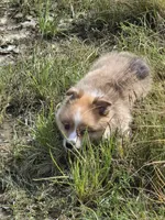 Logi, a male Pembroke Welsh Corgi for sale in Tillamook, OR – 9 of 9