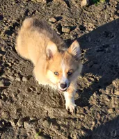 Logi, a male Pembroke Welsh Corgi for sale in Tillamook, OR – 5 of 9