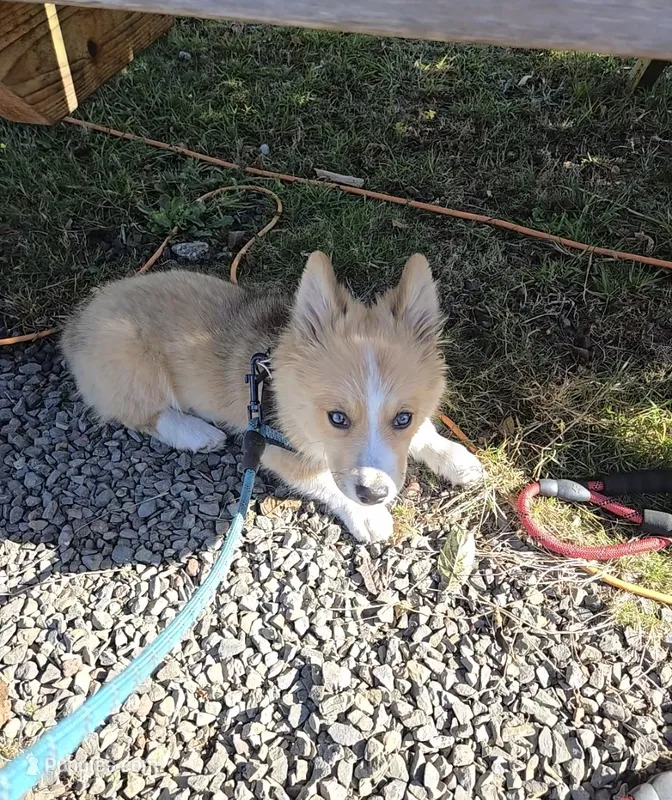 Logi – Pembroke Welsh Corgi puppy for sale in Tillamook, OR