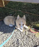 Logi, a male Pembroke Welsh Corgi for sale in Tillamook, OR – 1 of 9