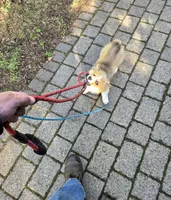 Logi, a male Pembroke Welsh Corgi for sale in Tillamook, OR – 4 of 9