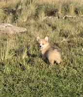 Logi, a male Pembroke Welsh Corgi for sale in Tillamook, OR – 7 of 9