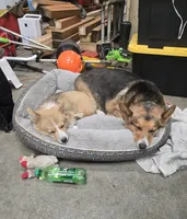 Logi, a male Pembroke Welsh Corgi for sale in Tillamook, OR – 3 of 9