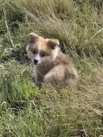 Logi, a male Pembroke Welsh Corgi for sale in Tillamook, OR – 8 of 9