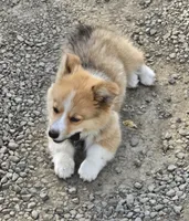 Logi, a male Pembroke Welsh Corgi for sale in Tillamook, OR – 6 of 9