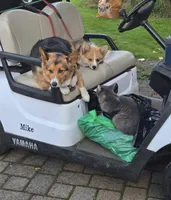Logi, a male Pembroke Welsh Corgi for sale in Tillamook, OR – 2 of 9