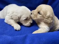 Mr. Almo, a male Golden Retriever for sale in New York Mills, MN – Photo 4 of 4