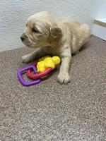 Mr. Almo, a male Golden Retriever for sale in New York Mills, MN – Photo 3 of 4