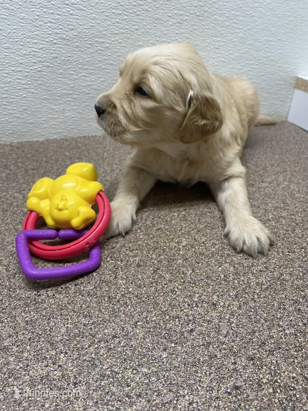 Mr. Almo – Golden Retriever puppy for sale in New York Mills, MN