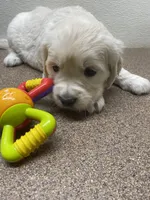 Missy K, a female Golden Retriever for sale in New York Mills, MN – Photo 3 of 5